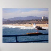 Seagull am Strand von Santa Monica Poster (Vorne)