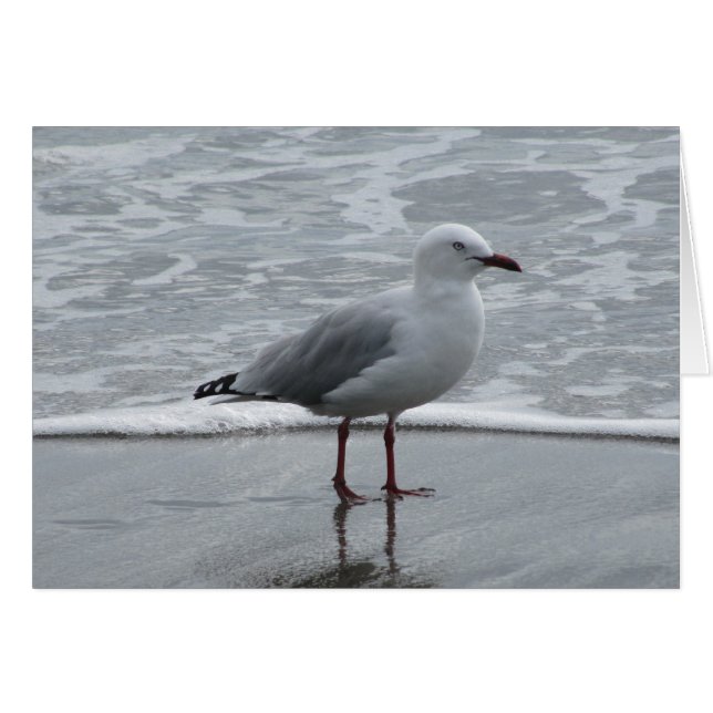 Seagull am Wasser (Vorderseite (Horizontal))