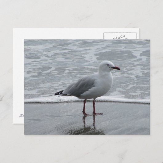 Seagull am Wasser Postkarte (Vorne/Hinten)