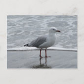 Seagull am Wasser Postkarte (Vorderseite)
