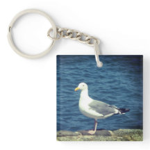 Seagull an der Bucht