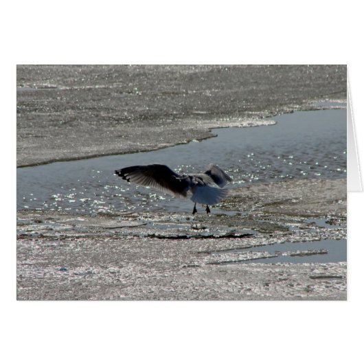 Seagull auf dem Fluss Ice (Vorderseite (Horizontal))