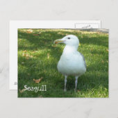 Seagull auf dem Gras Postkarte (Vorne/Hinten)