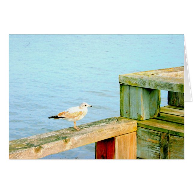 Seagull auf dem Railing (Vorderseite (Horizontal))