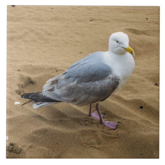 Seagull auf dem Strand Keramik Fliesen (Vorderseite)