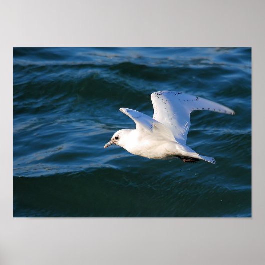 Seagull auf dem Wasser Poster (Vorne)