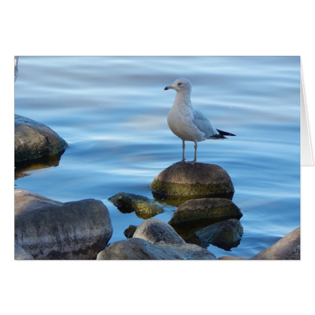 Seagull auf den Felsen (Vorderseite (Horizontal))