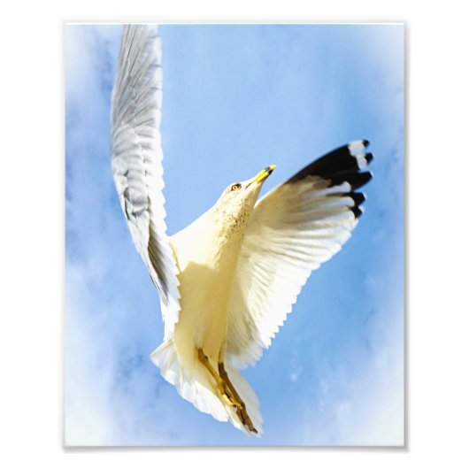 Seagull auf der Beach Bird Fotografie (Vorne)