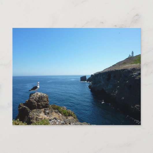 Seagull auf der Insel Anacapa auf den Kanalinseln Postkarte (Vorderseite)