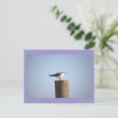 Seagull auf der Postkarte (Stehend Vorderseite)