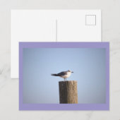 Seagull auf der Postkarte (Vorne/Hinten)