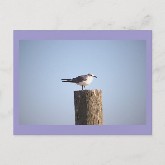 Seagull auf der Postkarte (Vorderseite)