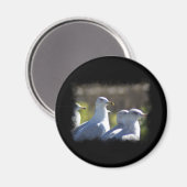Seagull auf der Schiene Magnet (Vorderseite/Rückseite)