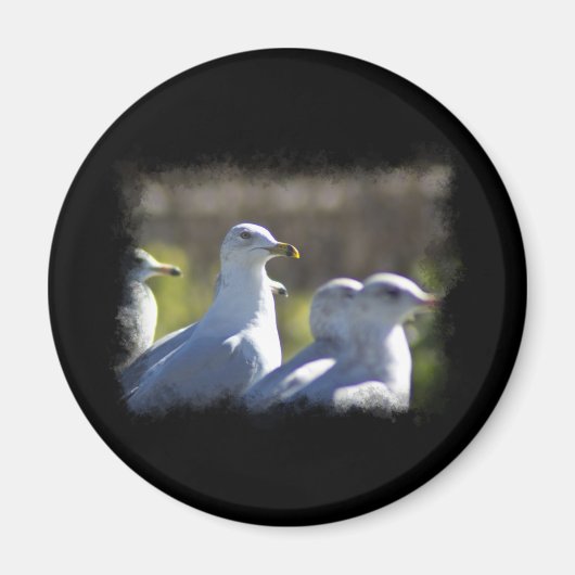 Seagull auf der Schiene Magnet (Vorne)