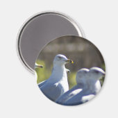 Seagull auf der Schiene Magnet (Vorderseite/Rückseite)