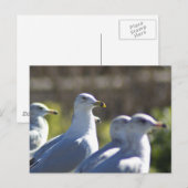 Seagull auf der Schiene Postkarte (Vorne/Hinten)