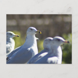Seagull auf der Schiene Postkarte