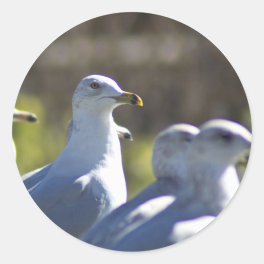 Seagull auf der Schiene Runder Aufkleber (Vorderseite)