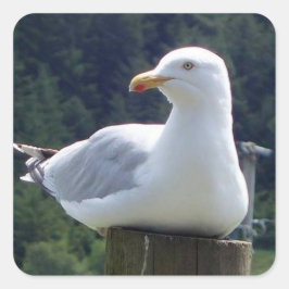 Seagull auf der Zaunpost Quadratischer Aufkleber