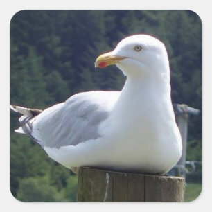 Seagull auf der Zaunpost Quadratischer Aufkleber