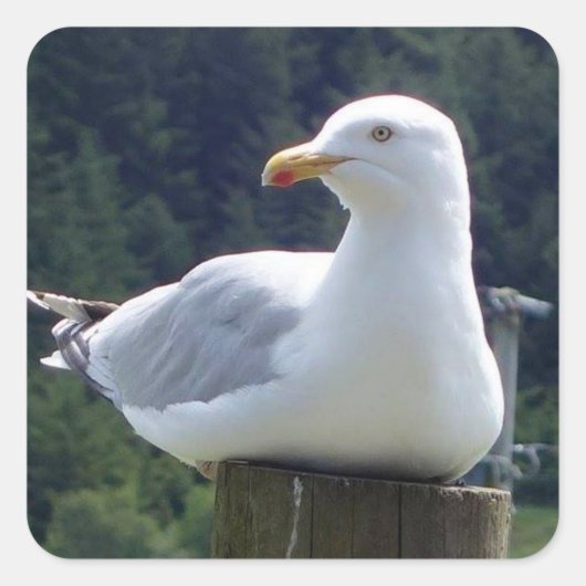 Seagull auf der Zaunpost Quadratischer Aufkleber (Vorderseite)