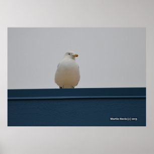 Seagull auf einem blauen Dach II Poster