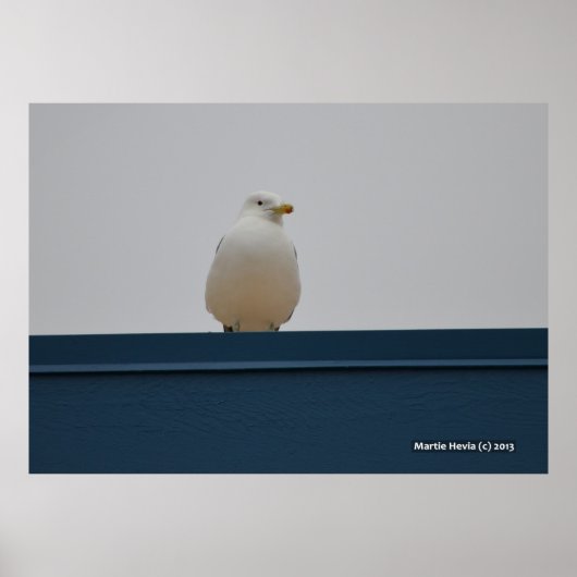 Seagull auf einem blauen Dach II Poster (Vorne)