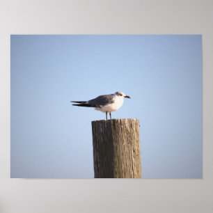 Seagull auf einem Postposter Poster