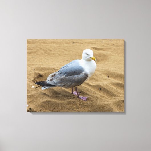 Seagull auf einem sandigen Leinwand drucksvoll (Vorderseite)
