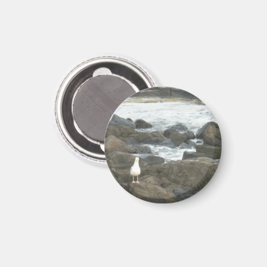 Seagull auf Felsen Magnet (Vorderseite/Rückseite)