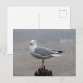 Seagull auf Post beim Schnee Postkarte (Vorne/Hinten)