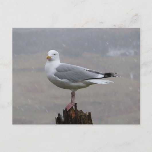 Seagull auf Post beim Schnee Postkarte (Vorderseite)