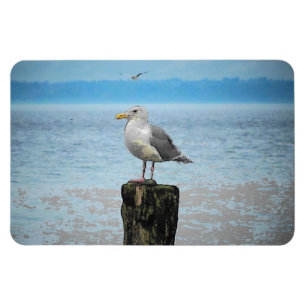 Seagull auf Puget Sound Magnet