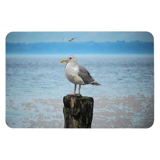 Seagull auf Puget Sound Magnet (Horizontal)