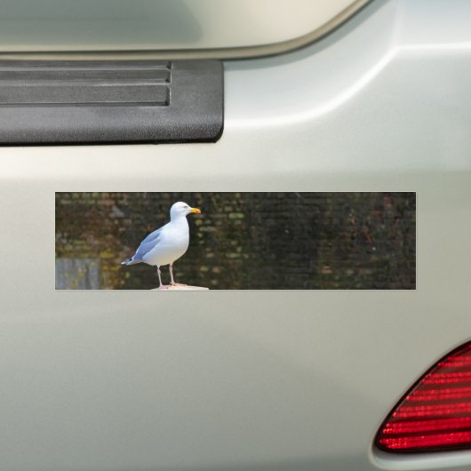 Seagull Autoaufkleber (Auf Auto)