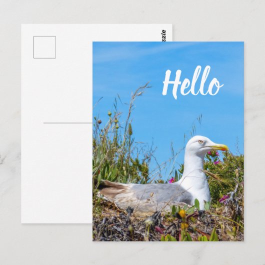 Seagull Bird Hallo Postkarte (Vorne/Hinten)