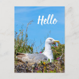 Seagull Bird Hallo Postkarte