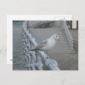 Seagull Bird Postkarte (Vorne/Hinten)