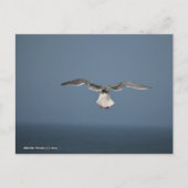 Seagull-Blätter Postkarte (Vorderseite)