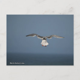 Seagull-Blätter Postkarte