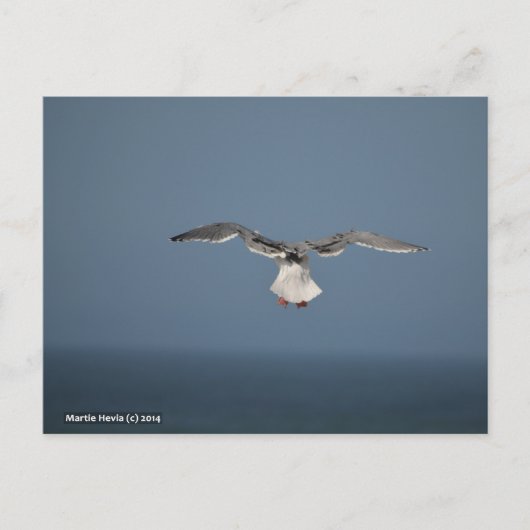 Seagull-Blätter Postkarte (Vorderseite)