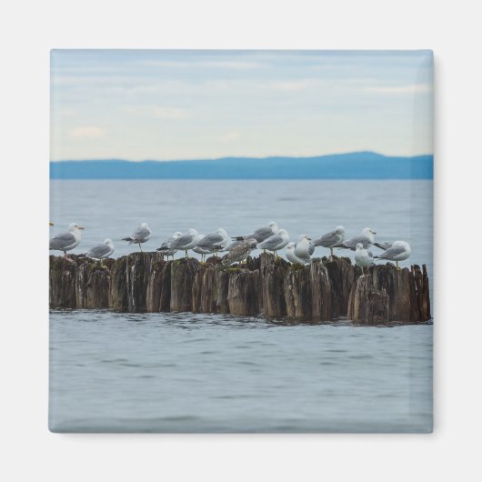 Seagull-Breaktime Magnet (Vorne)