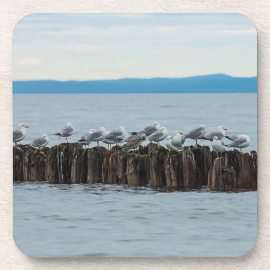 Seagull-Breaktime Untersetzer (Vorderseite)