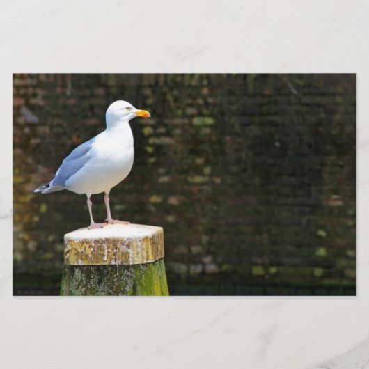 Seagull Briefpapier (Vorderseite)