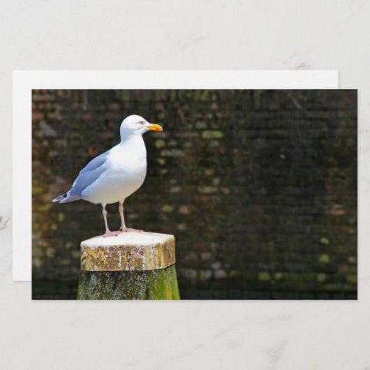 Seagull Briefpapier (Vorne/Hinten)