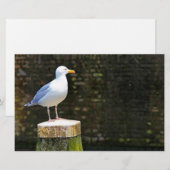 Seagull Briefpapier (Vorne/Hinten)
