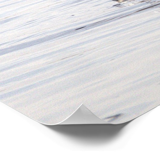 Seagull Crab Fishing Photo Poster (Ecke)