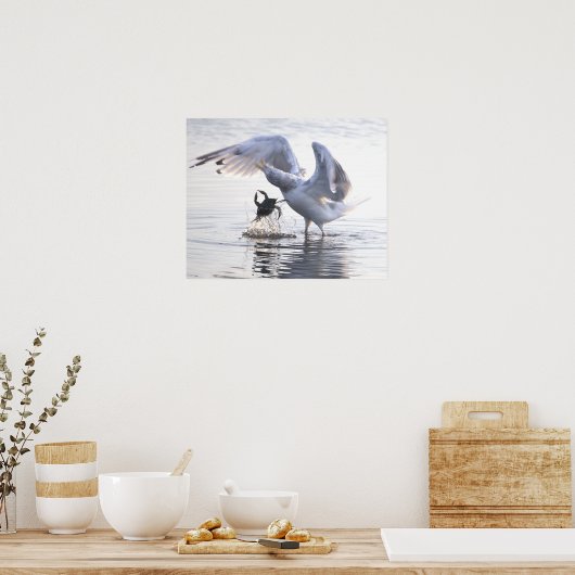 Seagull Crab Fishing Photo Poster (Küche)