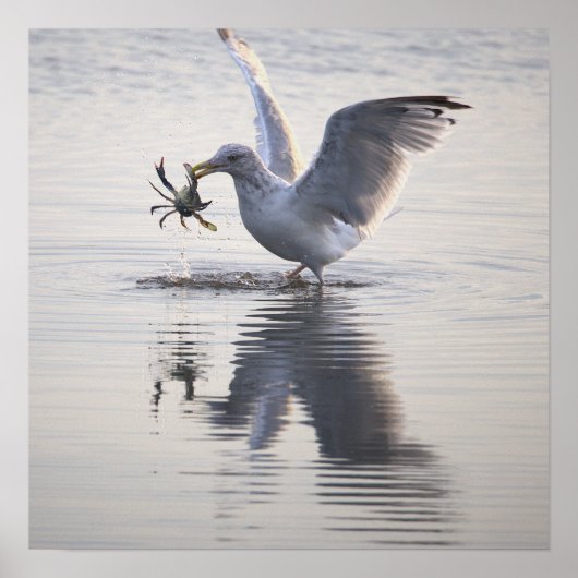 Seagull Crab Fishing Photo Poster (Vorne)