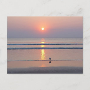 Seagull Daytona Beach FL Ocean Sunrise Postcard Postkarte
